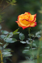 Edelrose Sutters Gold