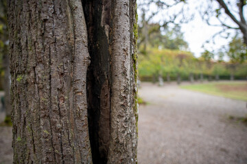 aufgerissene Baum Rinde in Park