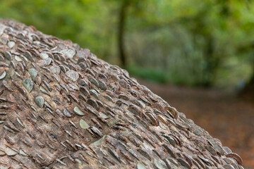 Close up of coins hammered into a tree trunk at Tarr Steps in Exmoor National Park