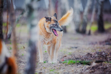 Elderly ginger dog walking in the woods in November