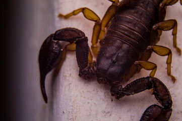 Scorpion close up