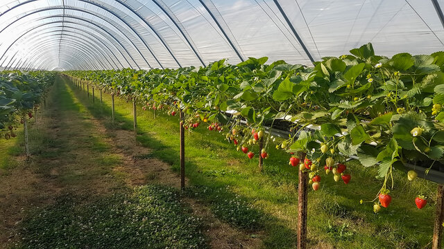 strawberry tunnel with suspended tables