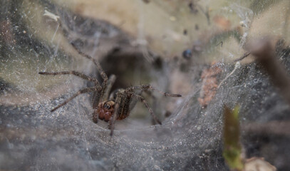 Spider close up