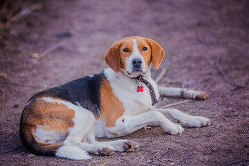 Beagle dog on a walk in winter