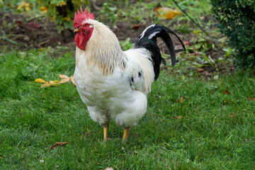 Susses-Hahn II im Mainstockheimer Schloss Ebracher Hof