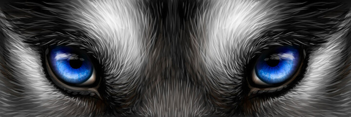 Siberian Husky bright blue eyes close up. Digital vector drawing - 386999712