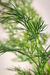 Obraz premium Fresh and aromatic dill leaves (Anethum graveolens), used as a herb or spice for flavoring food