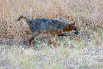 Naklejka na ściany i meble A rare, wild island fox searching for food on Santa Rosa Island in Channel Islands National Park. The island fox is found only on these islands and nowhere else in the world.
