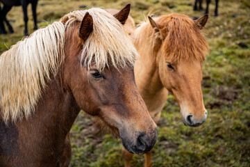 Obraz premium Pferde