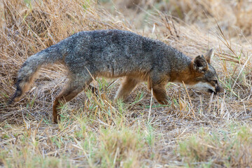 A rare, wild island fox searching for food on Santa Rosa Island in Channel Islands National Park. The island fox is found only on these islands and nowhere else in the world.