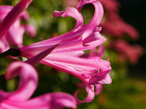 3 Best Nerine Images Stock Photos Vectors Adobe Stock 3 Best Nerine Images Stock Photos Vectors Adobe Stock