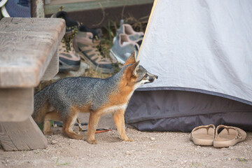 A rare, wild island fox searching for food on Santa Rosa Island in Channel Islands National Park. The island fox is found only on these islands and nowhere else in the world.