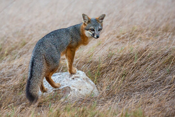 A rare, wild island fox searching for food on Santa Rosa Island in Channel Islands National Park. The island fox is found only on these islands and nowhere else in the world.