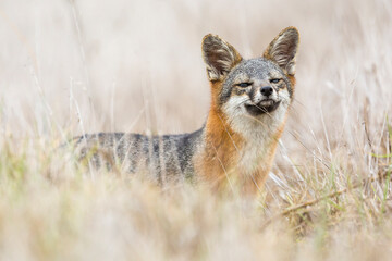 Fototapeta premium A rare, wild island fox searching for food on Santa Rosa Island in Channel Islands National Park. The island fox is found only on these islands and nowhere else in the world.