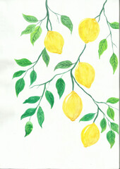 Ilustración en acuarela de limonero
