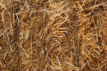 Bale of hay, closeup texture. Straw and stubbles on a harvested wheat field