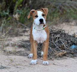 a puppy pit bull on the field