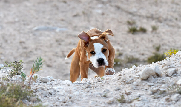 un pequeño perro de raza pitbull en el campo