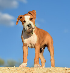 un pequeño perro de raza pitbull en el campo