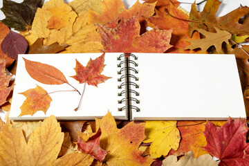 Naklejka na ściany i meble Autumn colorful foliage background with open notebook.