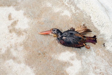 Died bird body on ground, Birds can be attacked by humans or animals