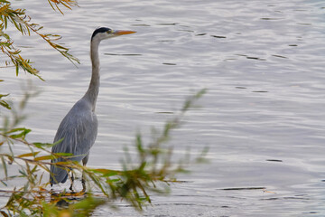 Héron cendré dans la rivière 