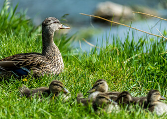 Duck family. Ducklings and mother by a pond