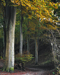 A walk in Marsielsborg woods in Aarhus