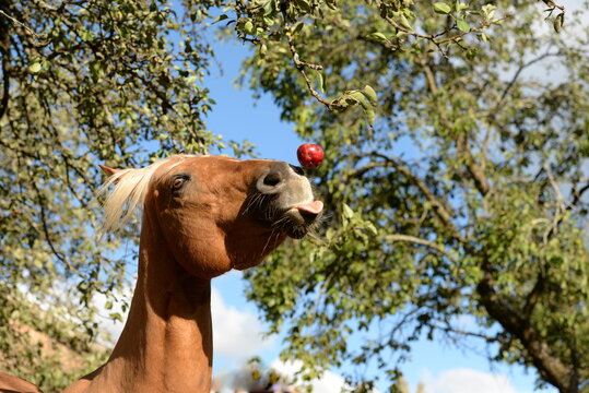 Ein Apfel am Tag...Schönes Pferd schnappt nach einem Apfel
