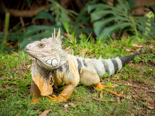Green Iguana (Iguana Iguana) Large Herbivorous Lizard Staring on the Grass in the Botanical Garden of Medellin, Antioquia / Colombia