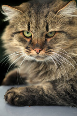 Portrait of wild fluffy cat