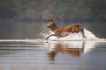 Fotobehang Ree Red deer  © Marcin