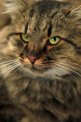 Portrait of wild fluffy cat