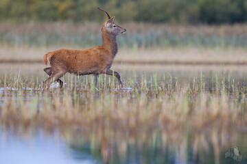 Red deer © Marcin