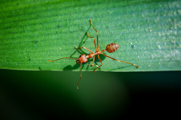 Close up One red ant on green leaf and black background