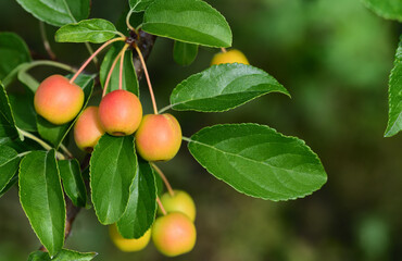 Close-up of ripe, small, red ornamental apples hanging from a branch on a tree against a green background