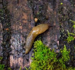 Slug crawling on the trunk of a tree with moss. High quality photo