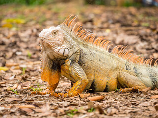 Naklejka premium Green Iguana (Iguana Iguana) Large Herbivorous Lizard Staring on the Grass in the Botanical Garden of Medellin, Antioquia / Colombia