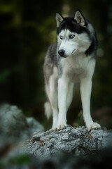 Husky dog in a forest
