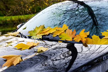 Yellow autumn maple leaves lie on the windshield of a black car in a beautiful park