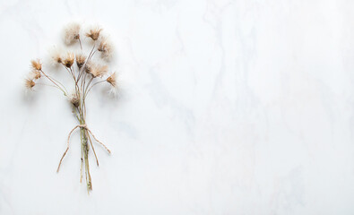 Dry floral branch on white background. Minimal, stylish, trend concept, copy space