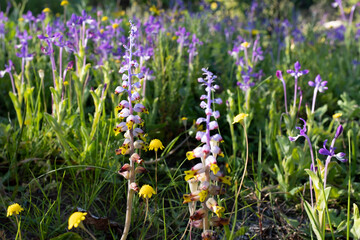 Elongated purple and yellow flowers in garden