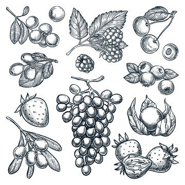 Berries collection. Sketch vector drawing of raspberry, blueberry, strawberry, cranberry, grape and goji harvest