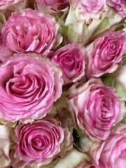 Fototapeta na wymiar pink roses background