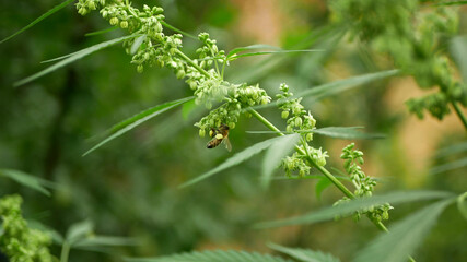 Bee pollination cannabis hemp detail close-up field, pollinates collect nectar honey farm bio...