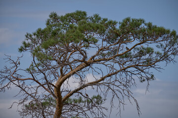 tree and sky