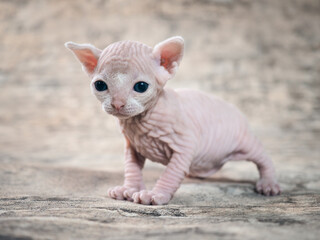 Little naked kitten Sphinx. Portrait of a thoroughbred cat