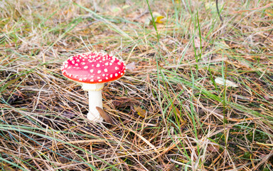 Single fly agaric on the forest floor