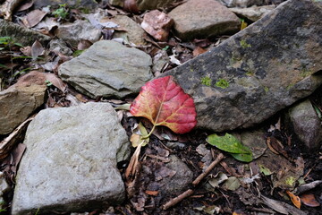 Red Autumn Fall Leaf on Rock Path