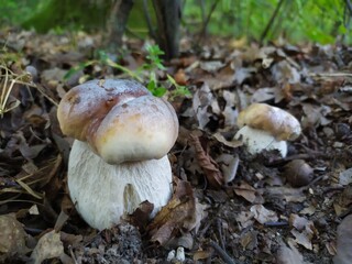 mushrooms in the forest